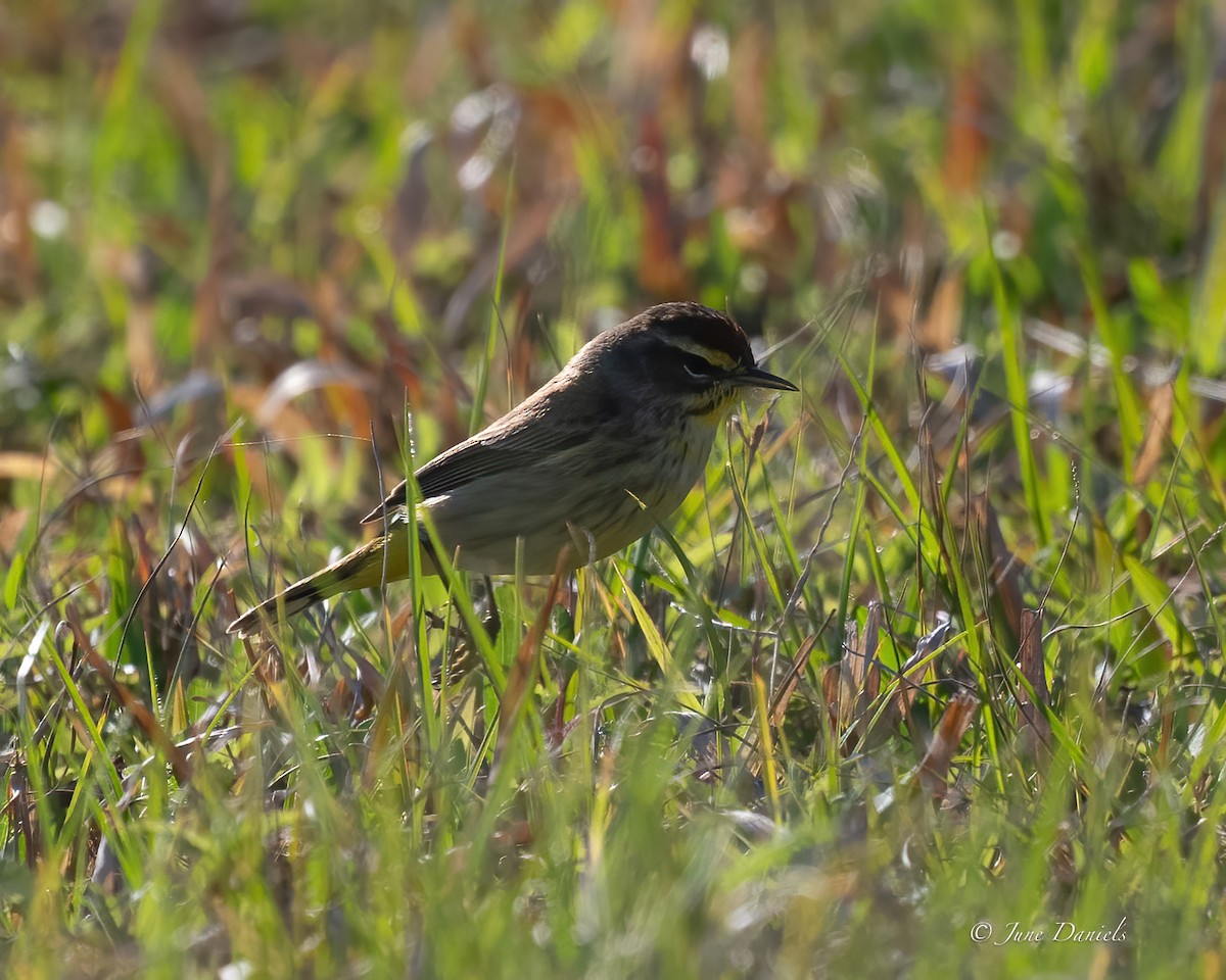 Palm Warbler - ML631526093