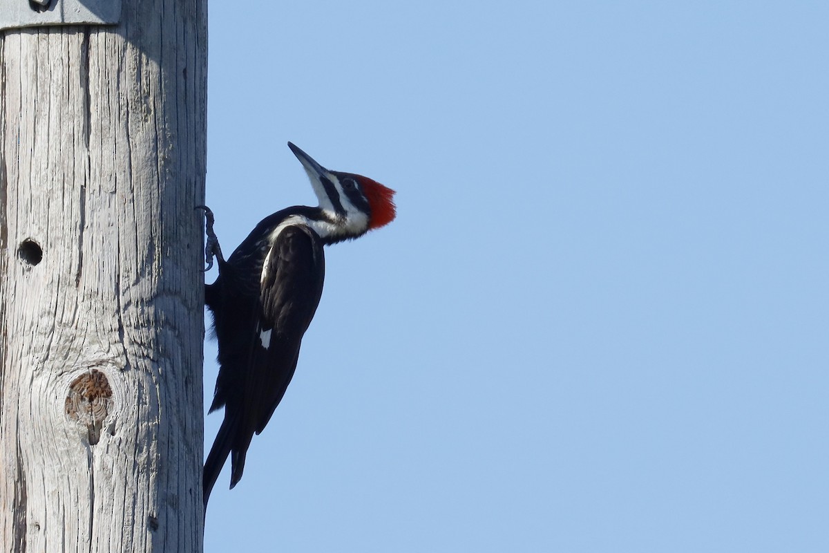 Pileated Woodpecker - ML631526292