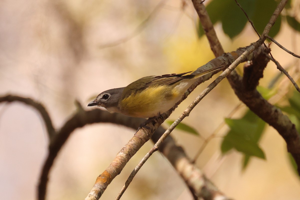 Blue-headed Vireo - ML631526323