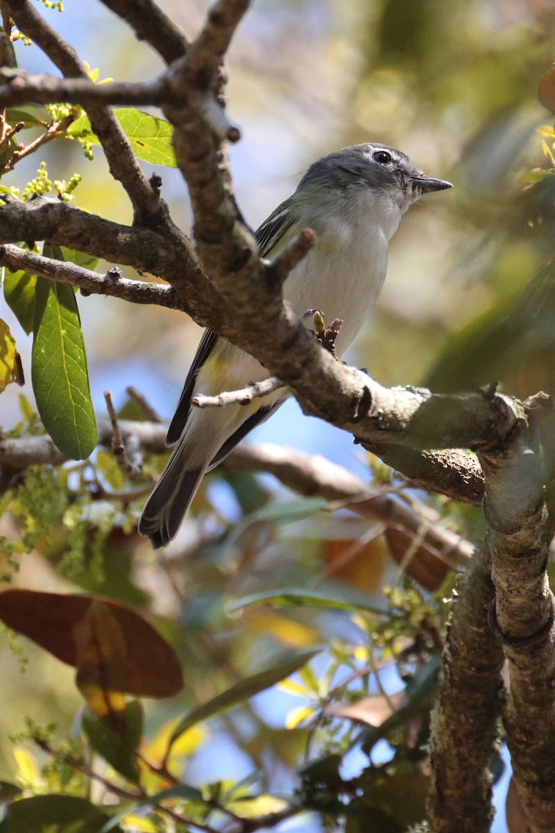 Blue-headed Vireo - ML631526324