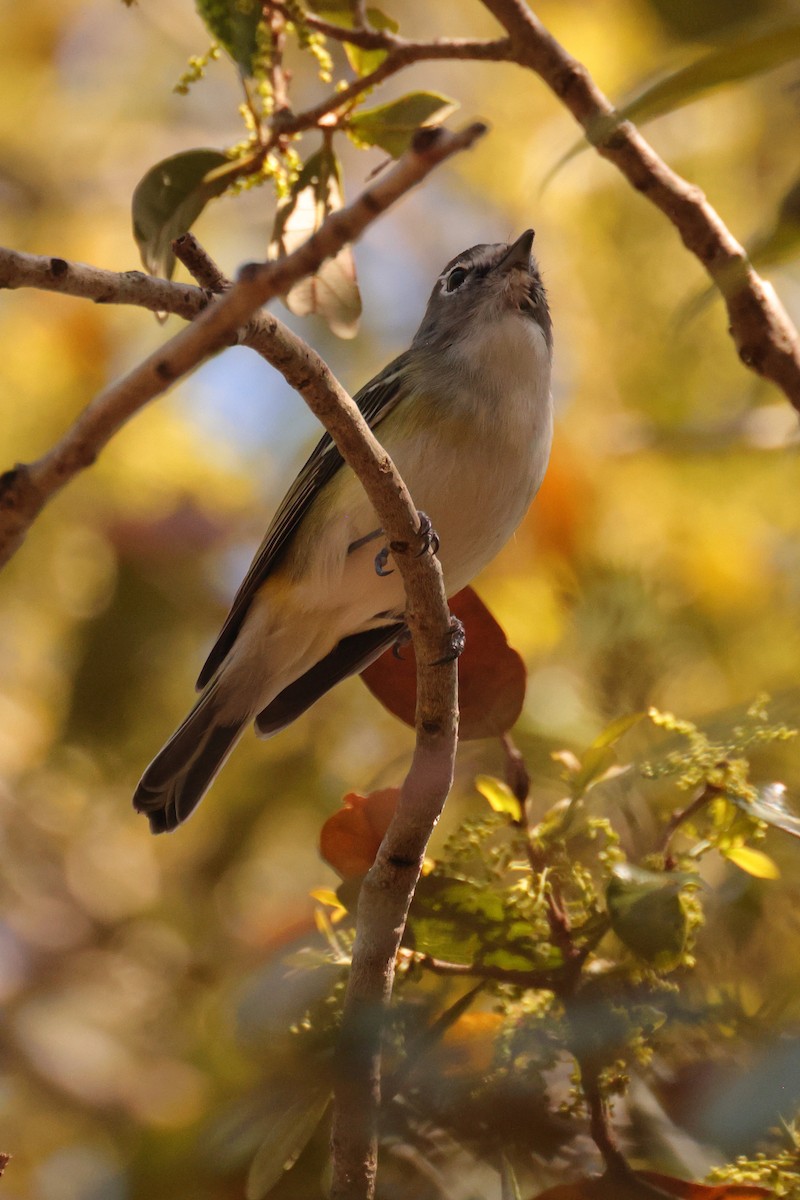 Blue-headed Vireo - ML631526325