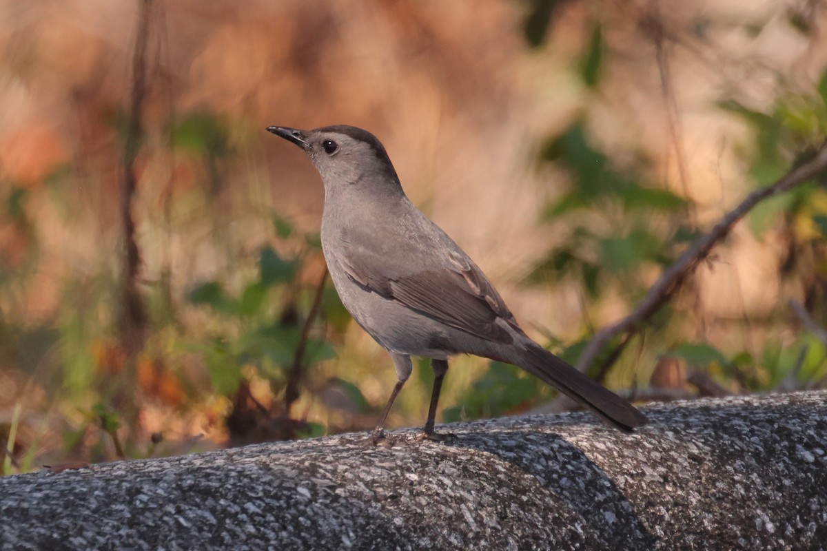 Gray Catbird - ML631526346