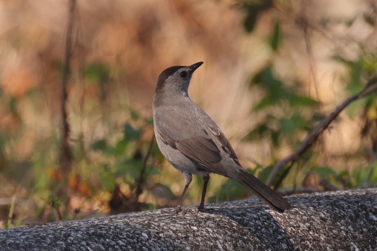 Gray Catbird - ML631526347