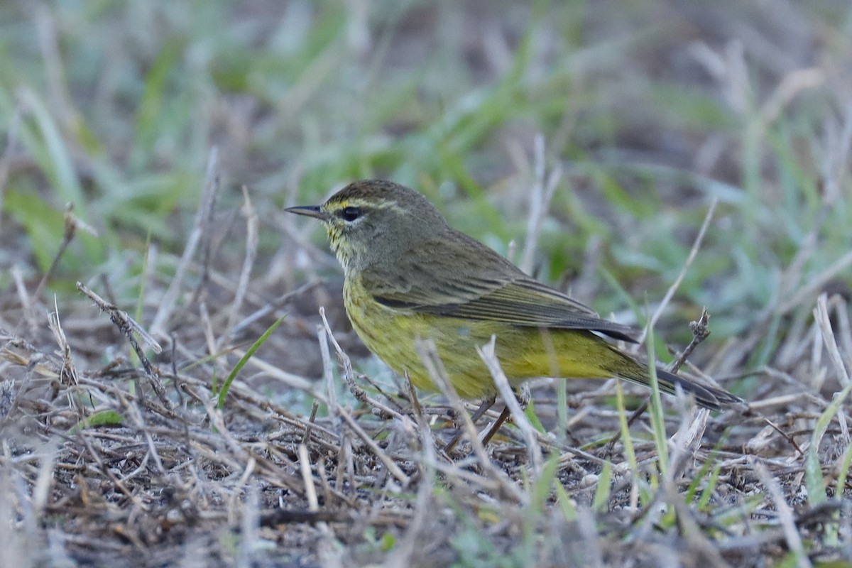 Palm Warbler - ML631526378