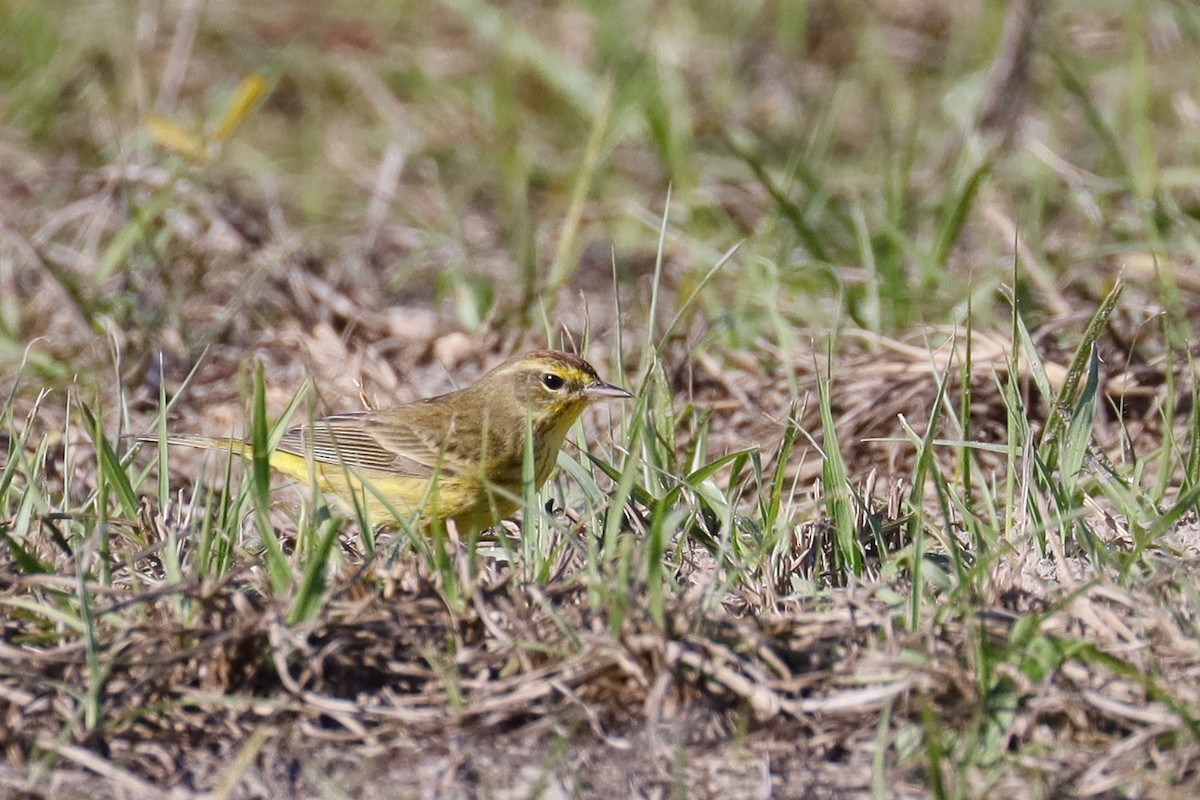Palm Warbler - ML631526379