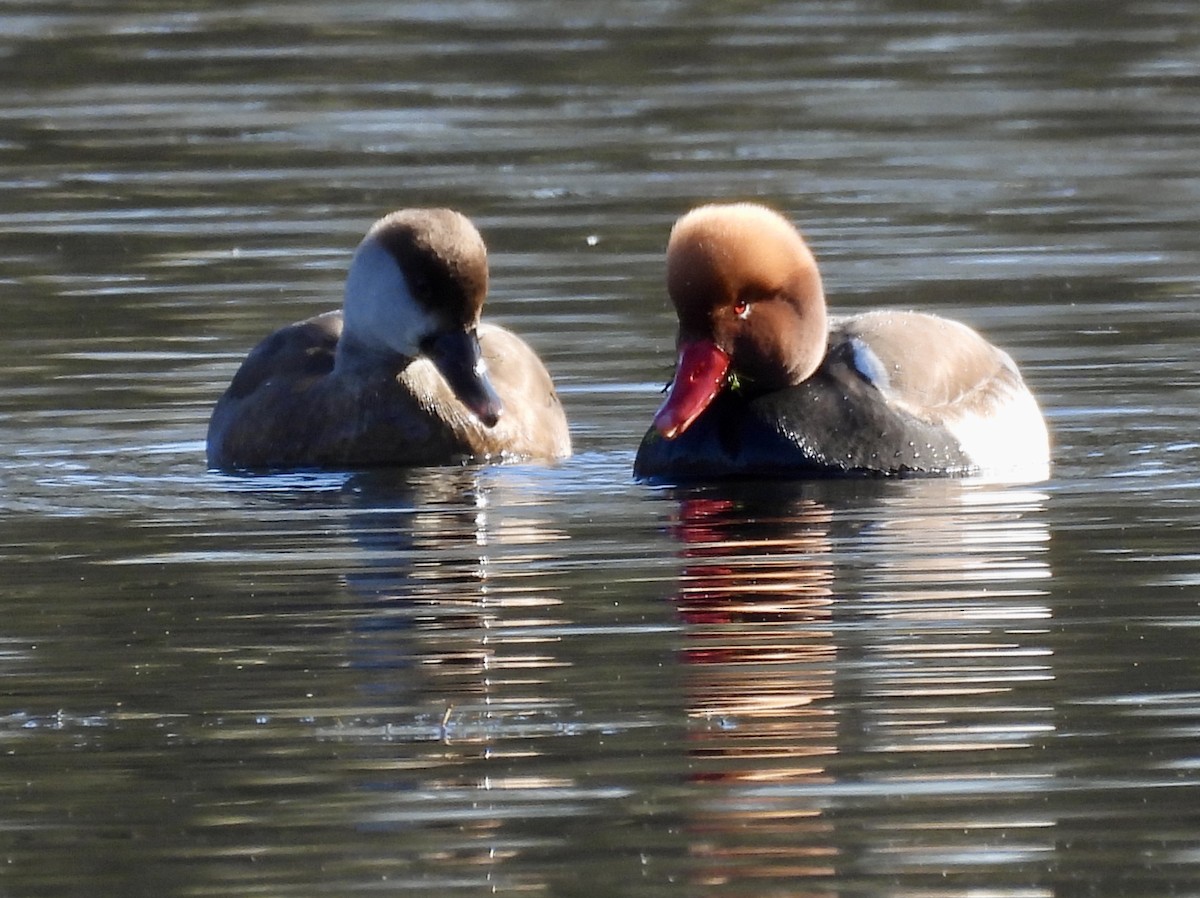 Red-crested Pochard - ML631526448