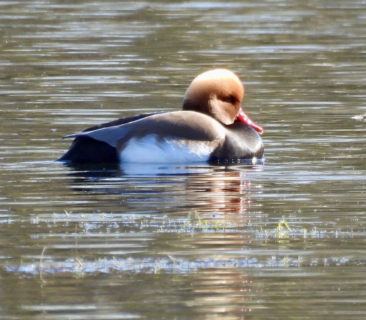Red-crested Pochard - ML631526449
