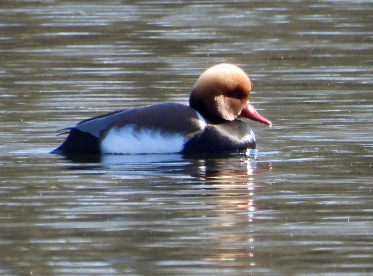 Red-crested Pochard - ML631526450