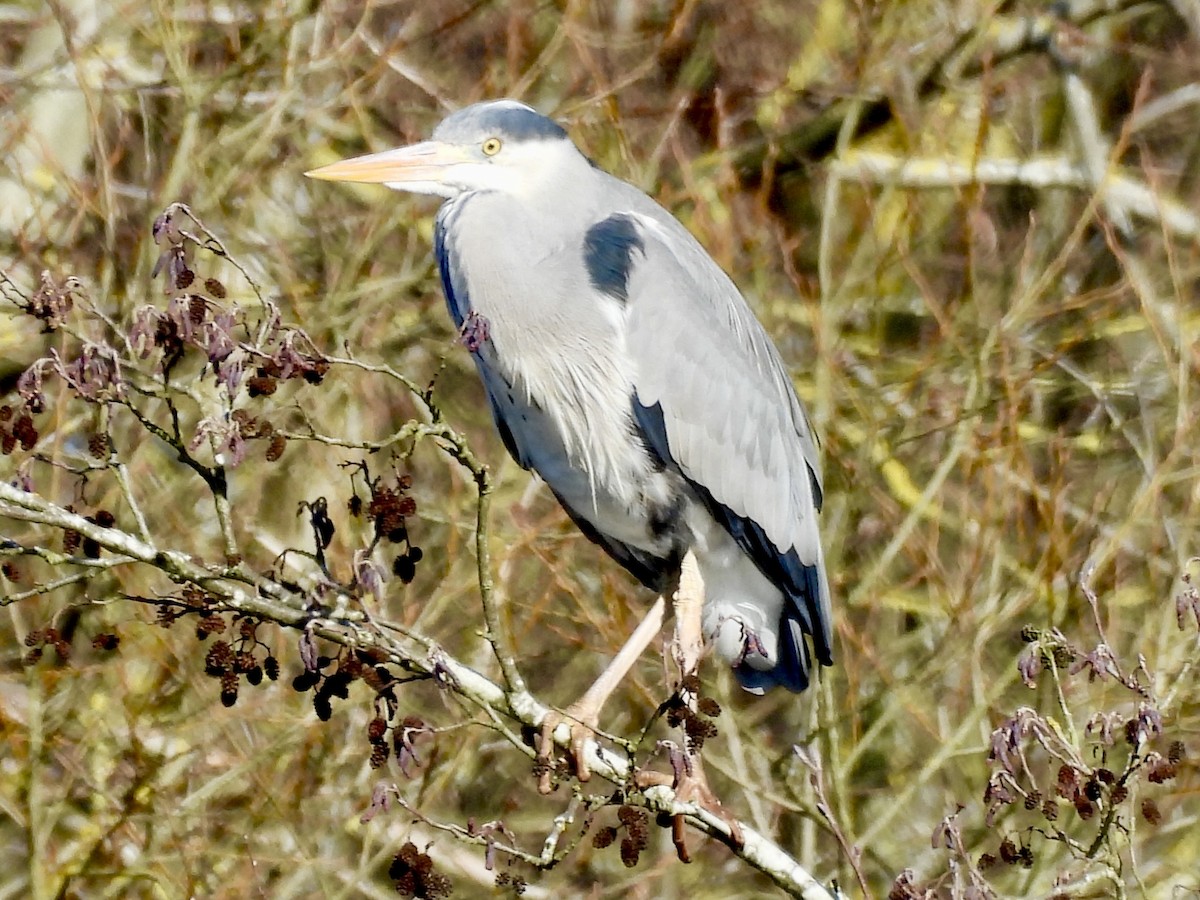 Gray Heron - ML631526470