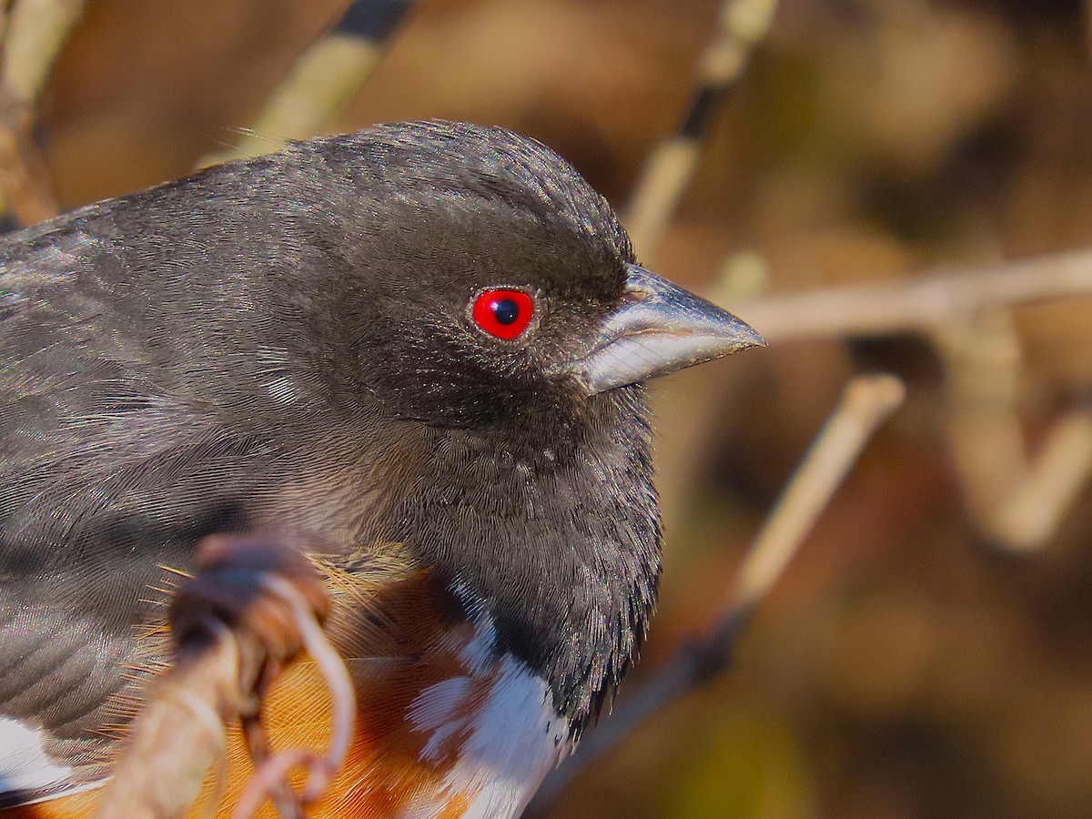 pipilo rudooký - ML631526475