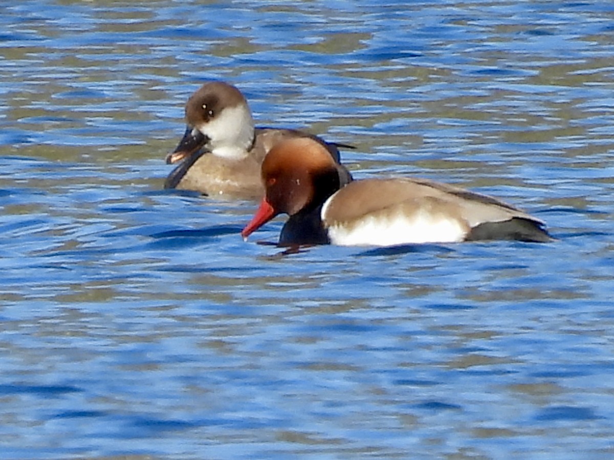 Red-crested Pochard - ML631526493