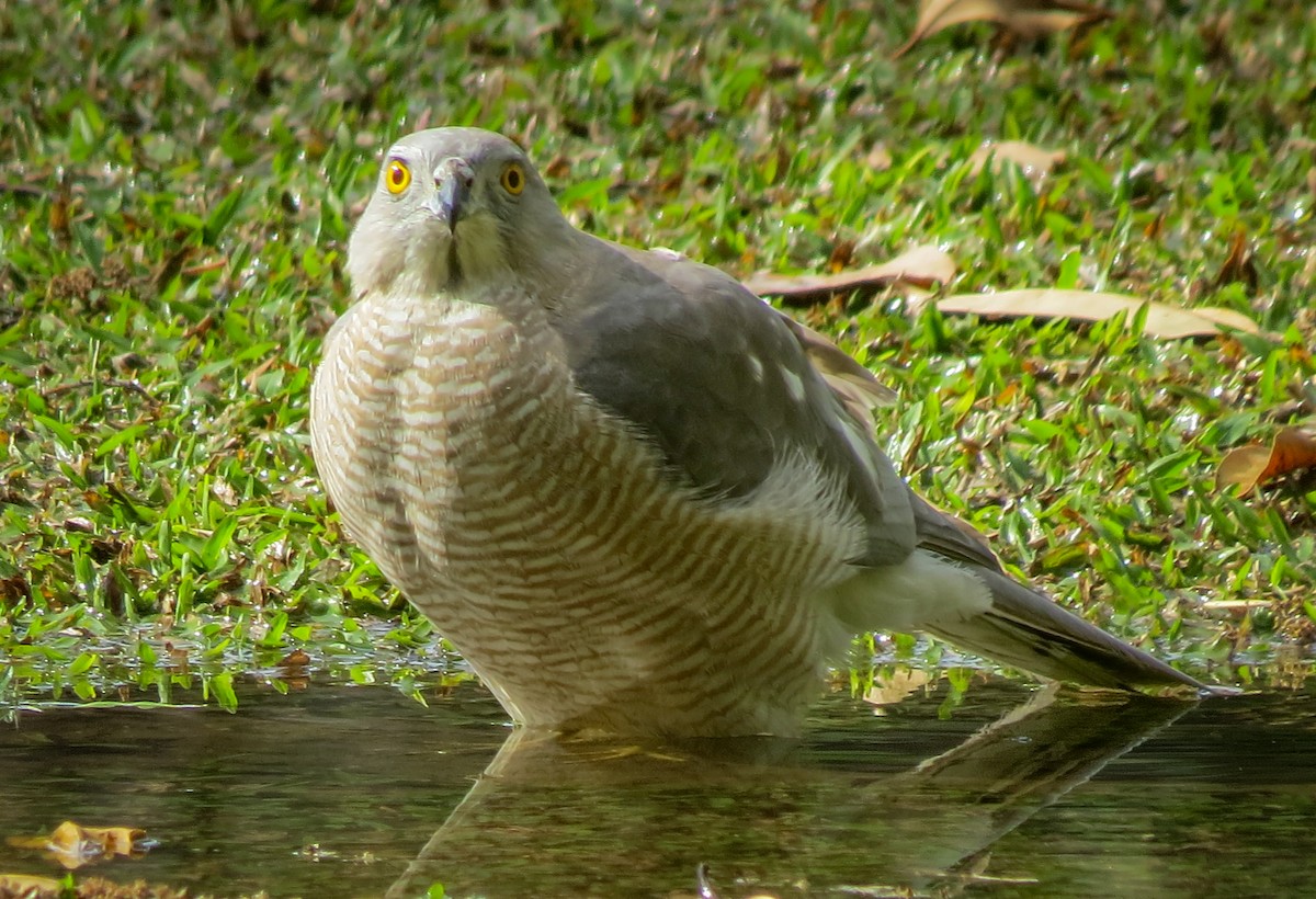 Shikra gabiraia - ML631526585