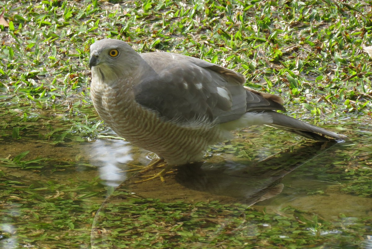 Shikra gabiraia - ML631526586