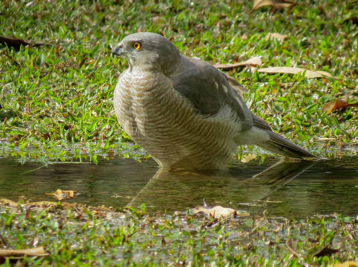 Shikra gabiraia - ML631526587