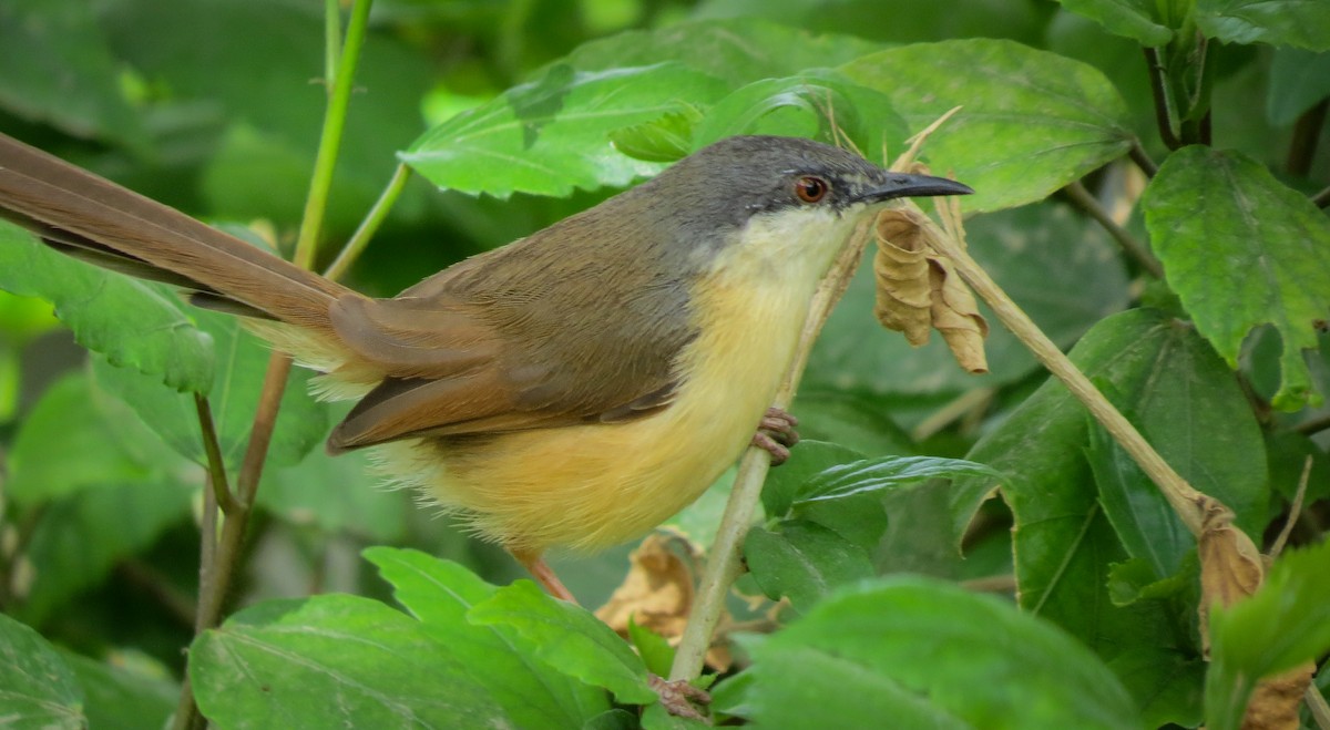 Ashy Prinia - ML631526673