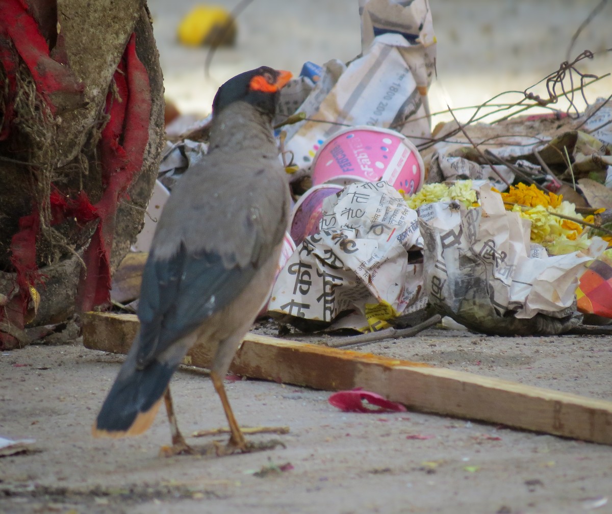 Bank Myna - ML631526686