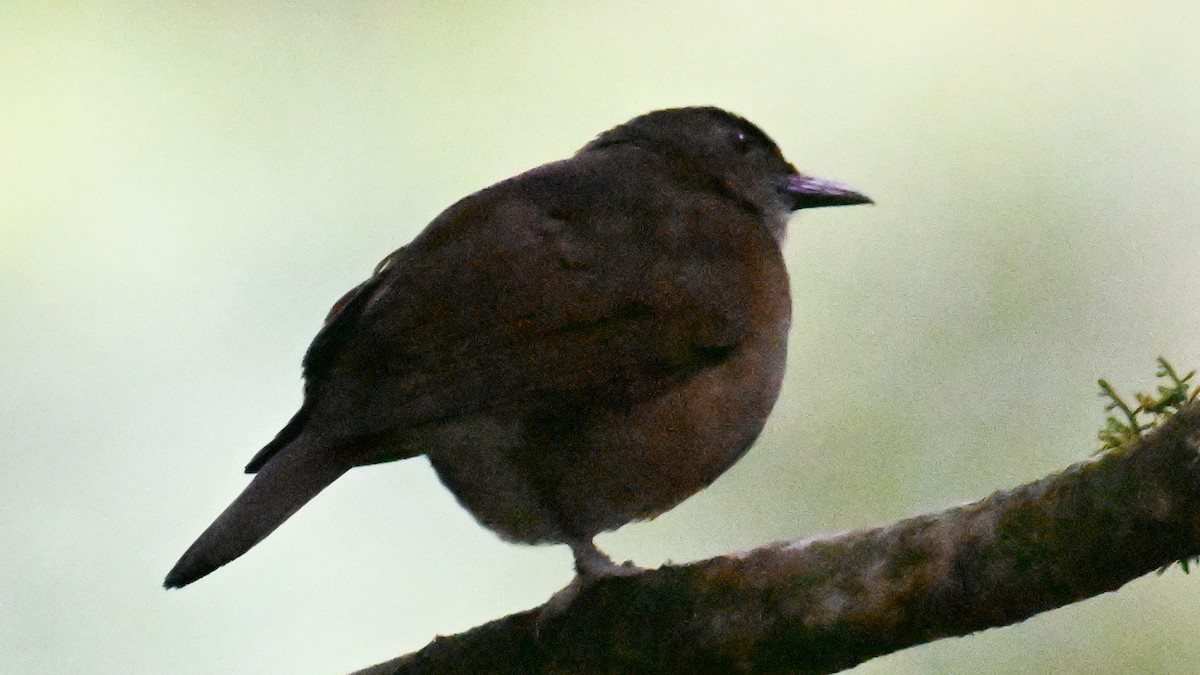 Cocoa Thrush - ML631526763