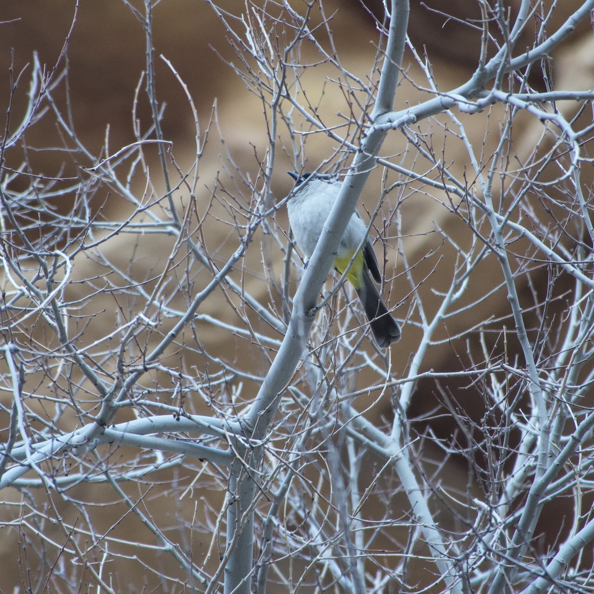 White-spectacled Bulbul - ML631527130