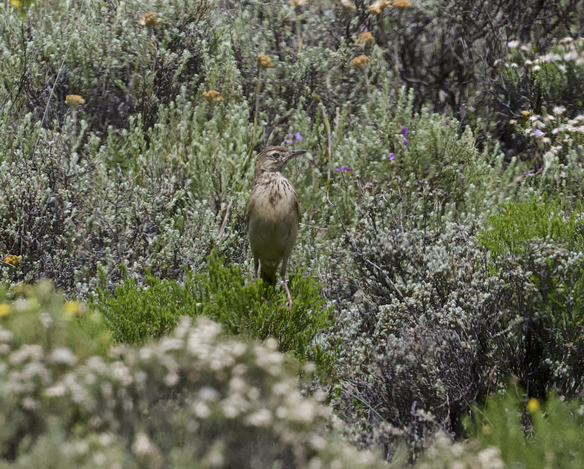 Mountain Pipit - ML631527320