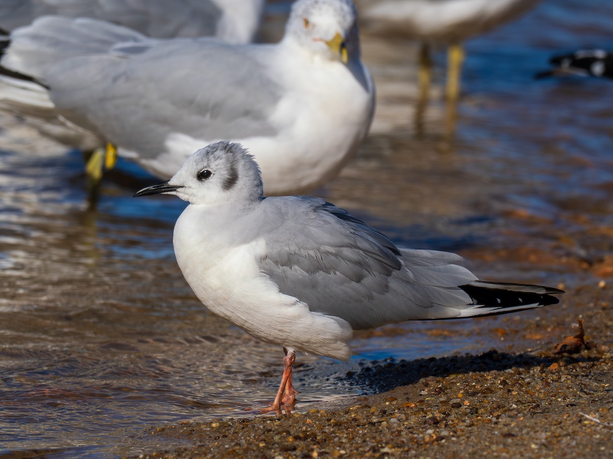 Bonaparte's Gull - ML631527378