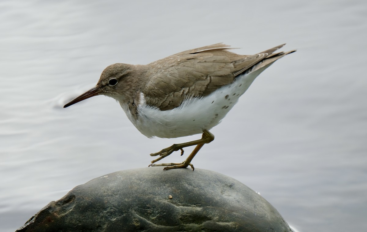 ביצנית נקודה - ML631527379