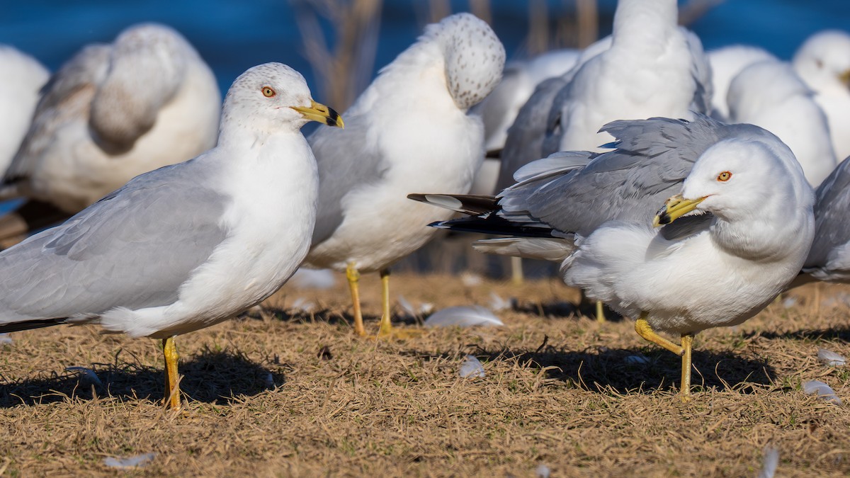 Ring-billed Gull - ML631527386