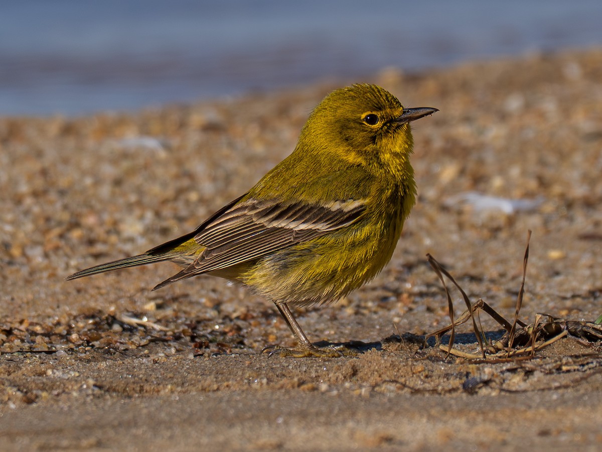 Pine Warbler - ML631527393