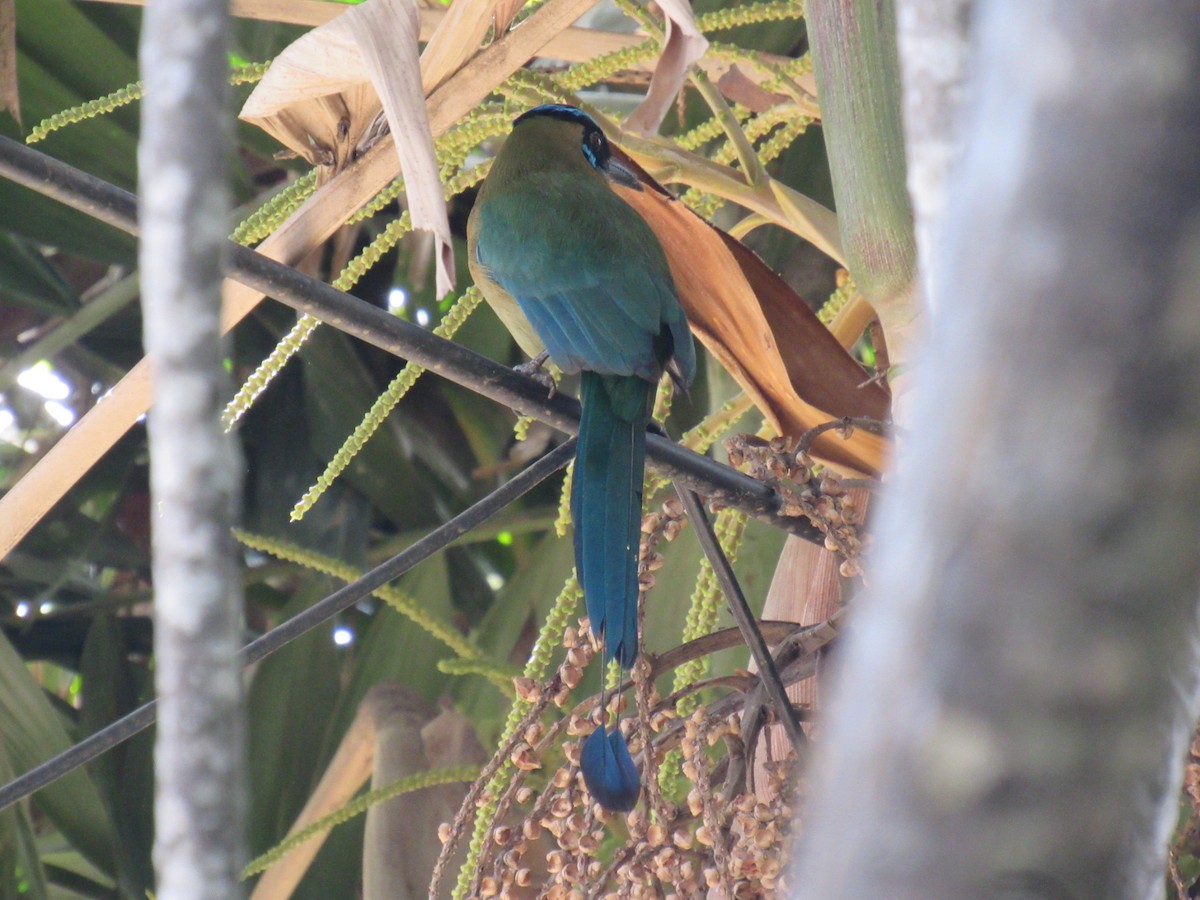 Lesson's Motmot - ML631527474