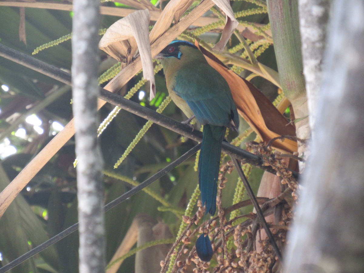 Lesson's Motmot - ML631527480