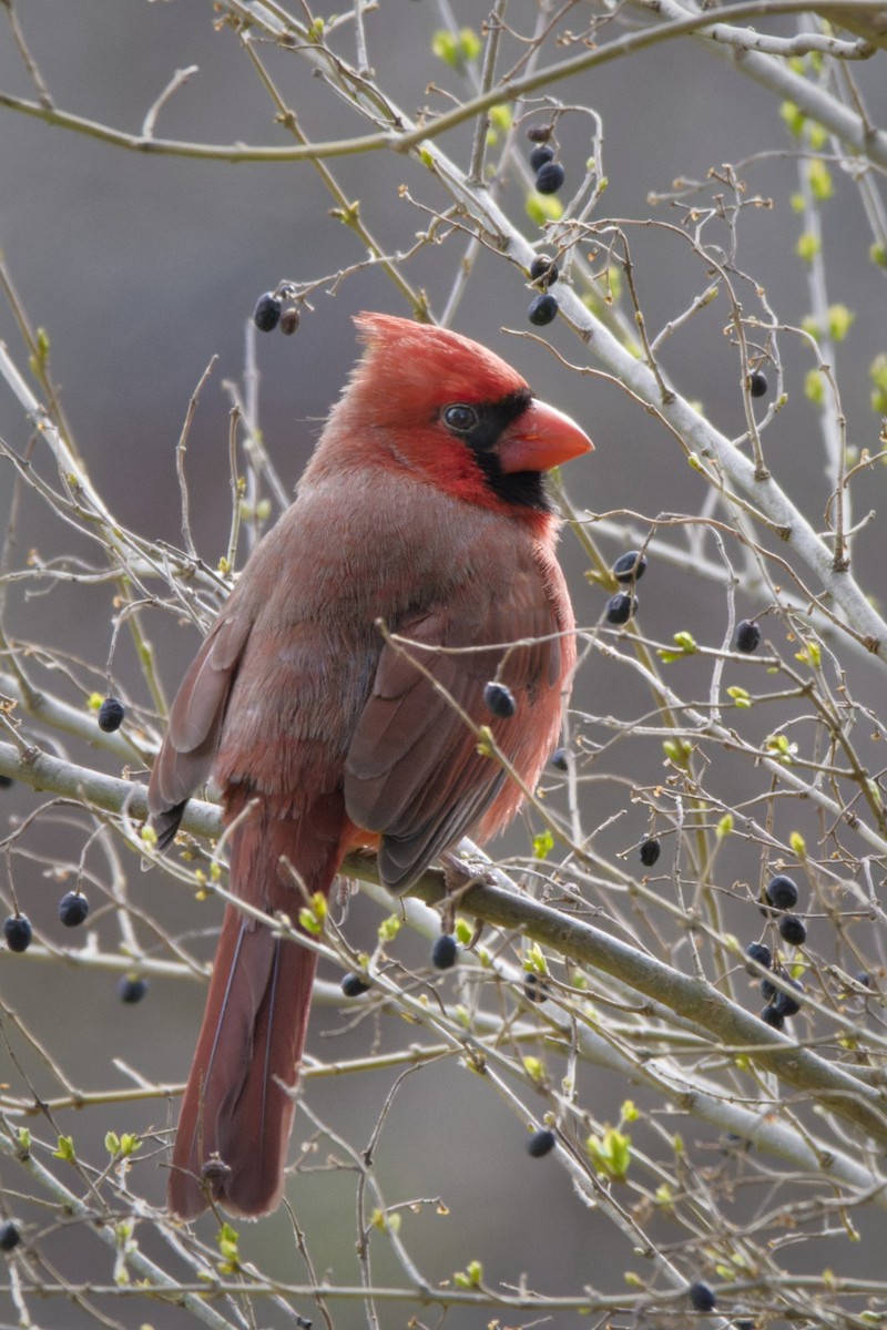 Northern Cardinal - ML631527494