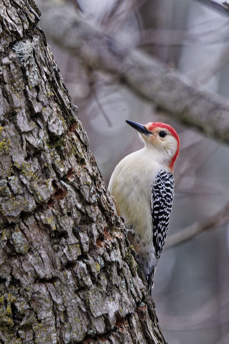 Red-bellied Woodpecker - ML631527507