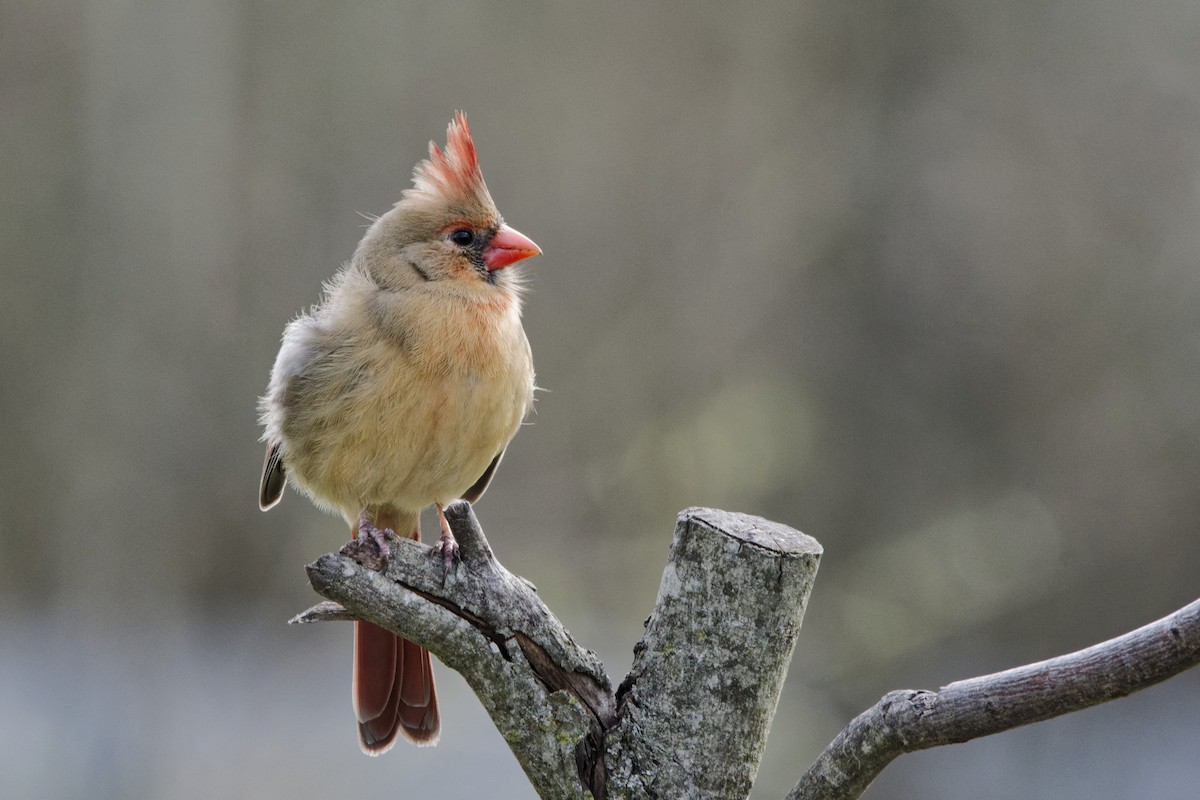 Northern Cardinal - ML631527543