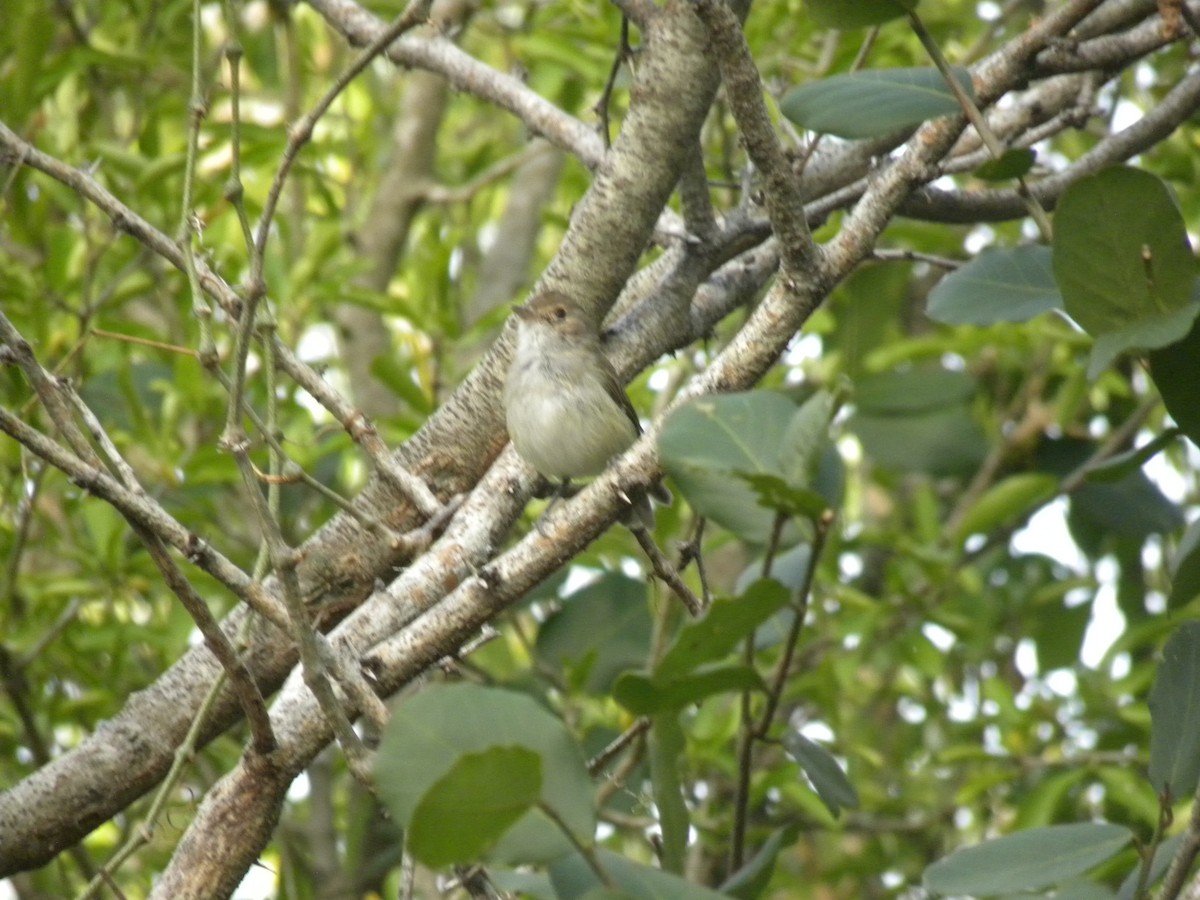 Fulvous-crowned Scrub-Tyrant - ML631527558