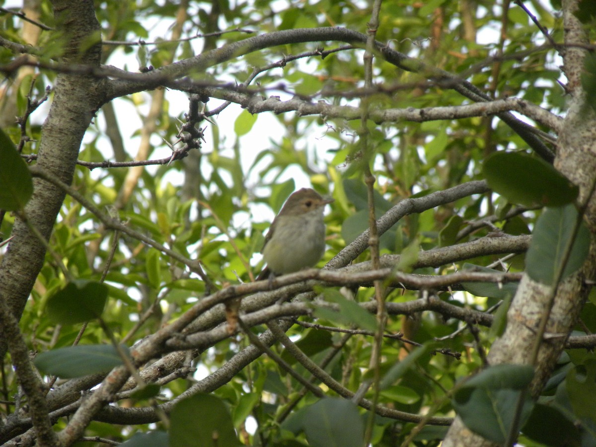 Fulvous-crowned Scrub-Tyrant - ML631527559