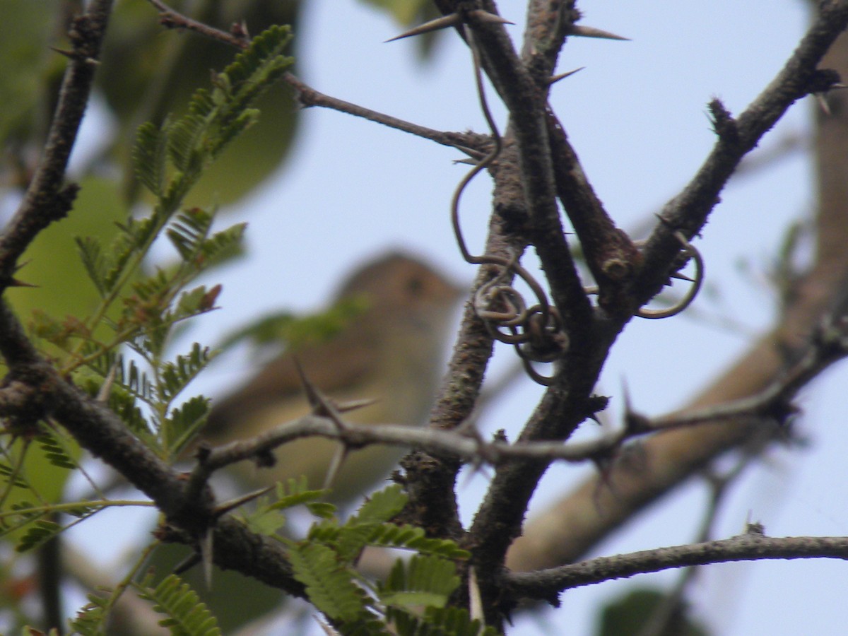 Fulvous-crowned Scrub-Tyrant - ML631527560