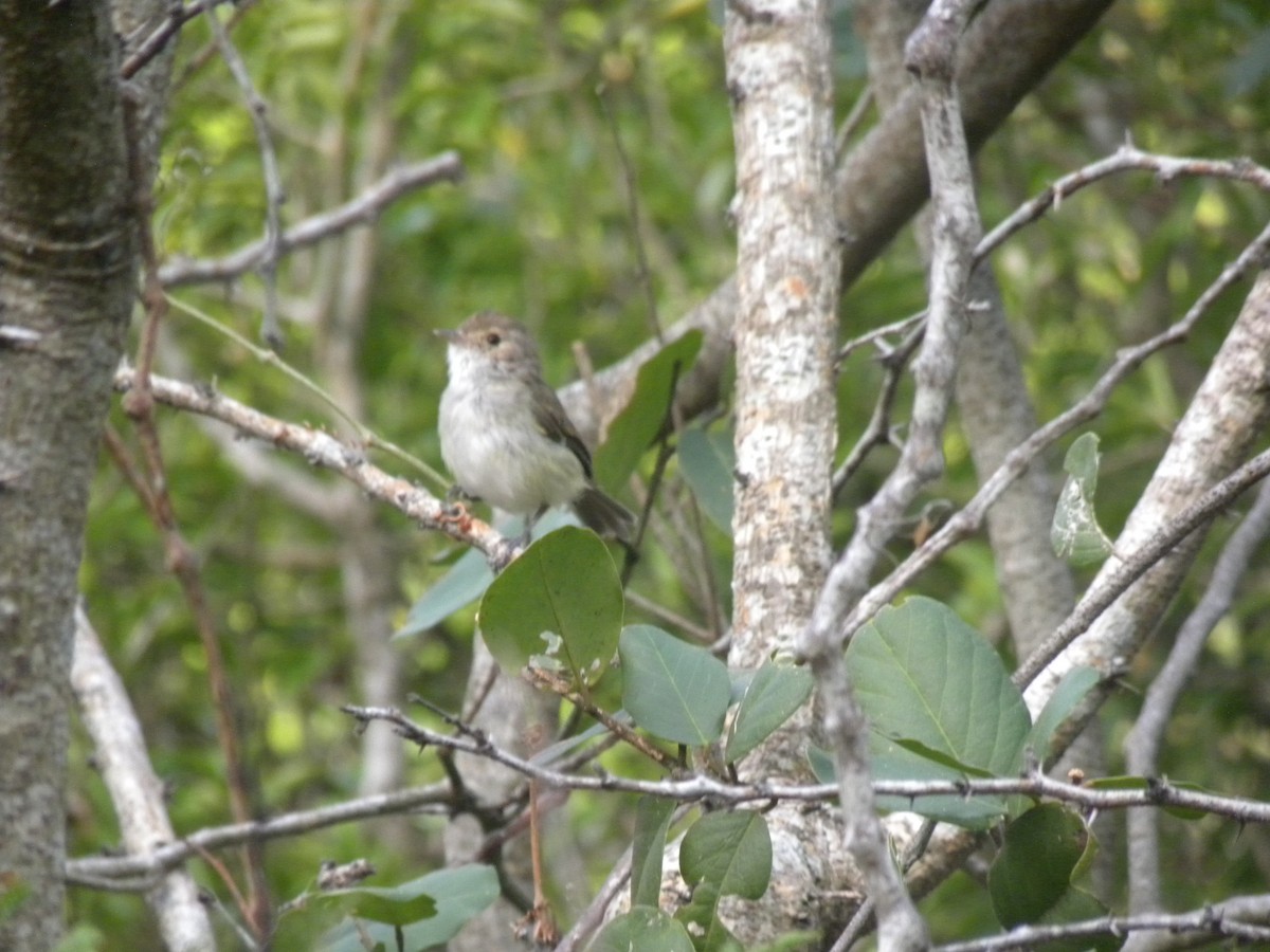 Fulvous-crowned Scrub-Tyrant - ML631527561