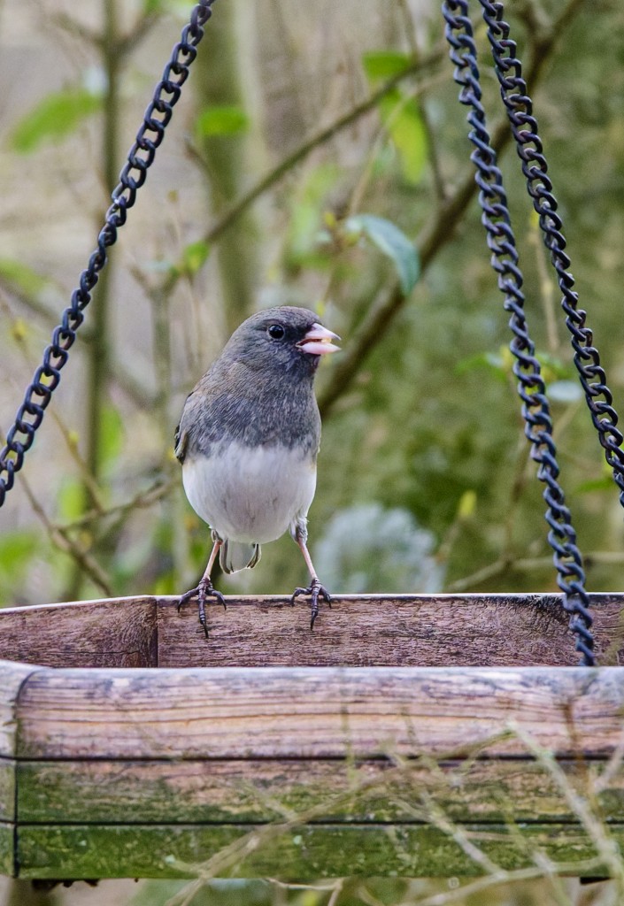 Dark-eyed Junco - ML631527565