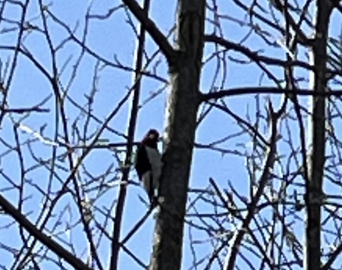 datel červenohlavý - ML631527569