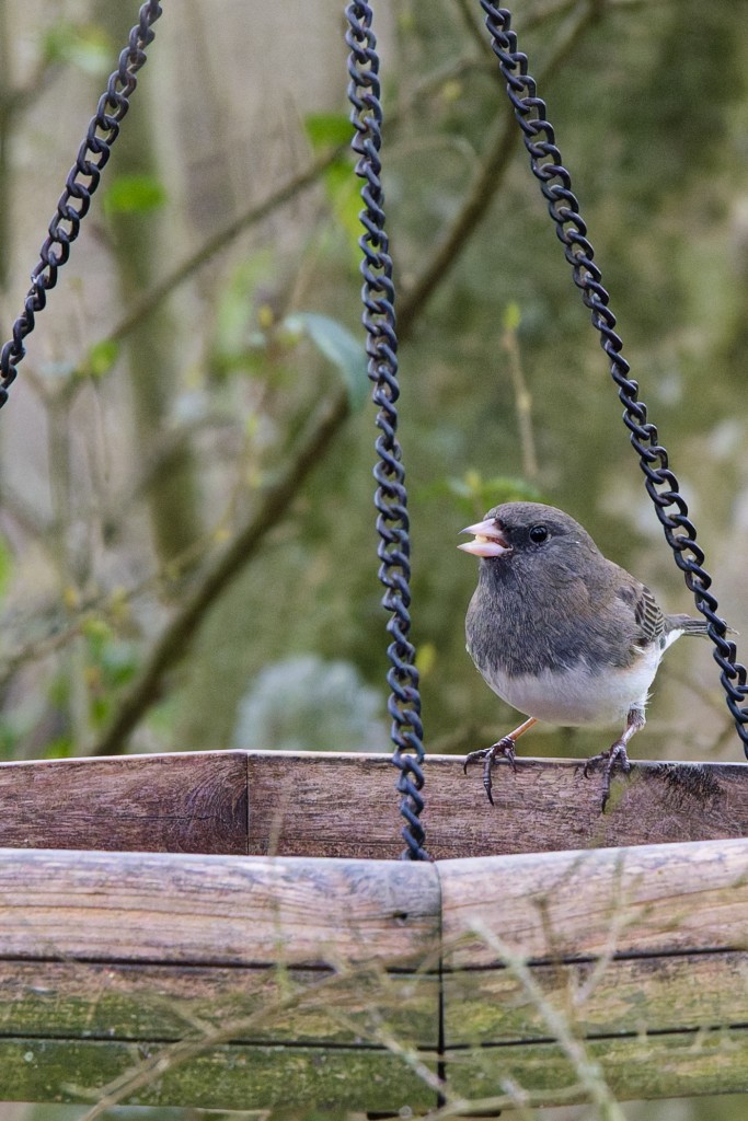 Dark-eyed Junco - ML631527578