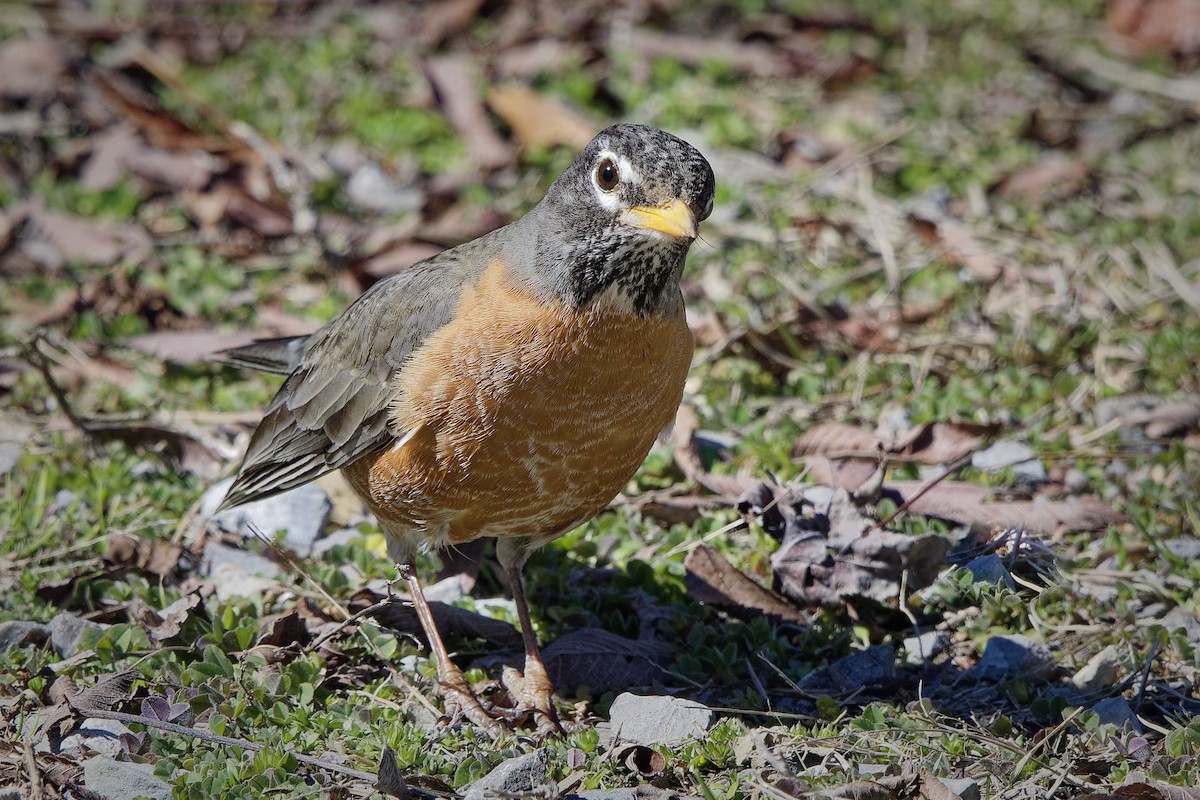 American Robin - ML631527608