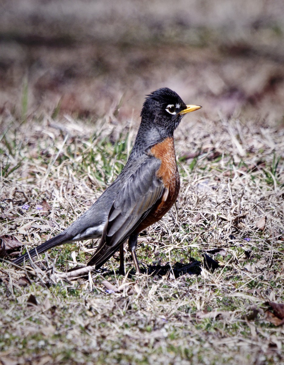 American Robin - ML631527616