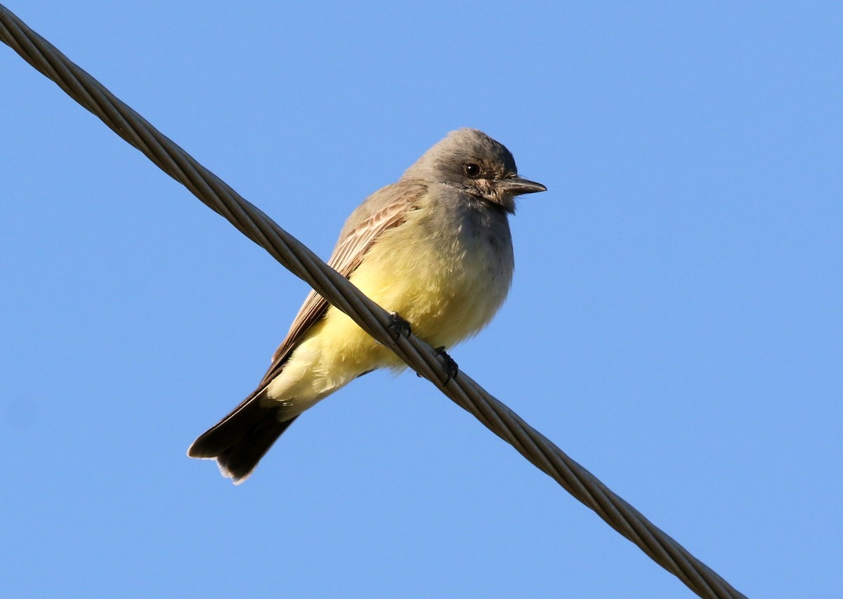 Tyran de Cassin - ML631527672