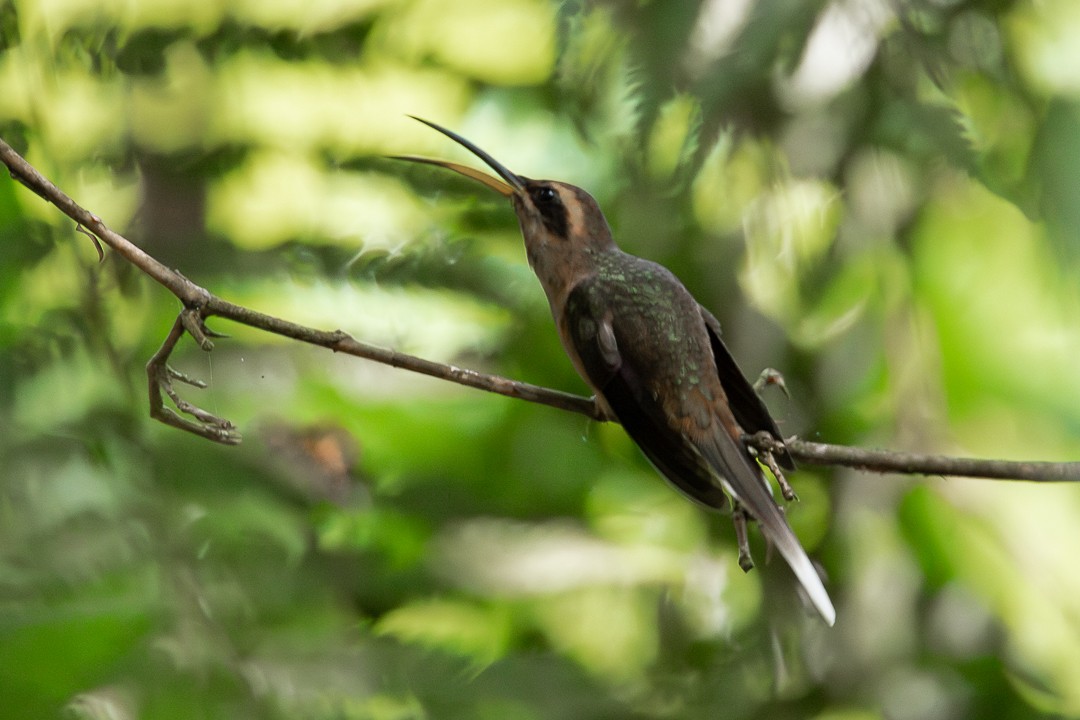 Dusky-throated Hermit - ML631527677