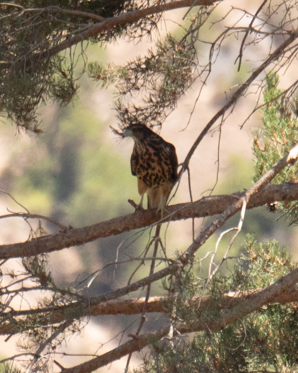 Poiana di Harris - ML631528197