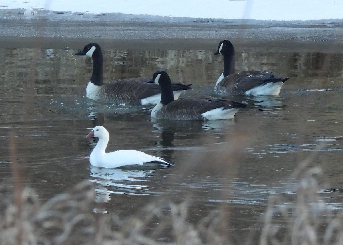 Ross's Goose - ML631528279