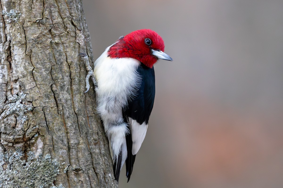 Carpintero Cabecirrojo - ML631528340