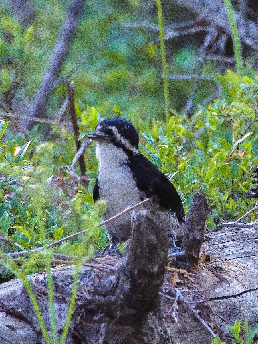 Black-backed Woodpecker - ML631528398