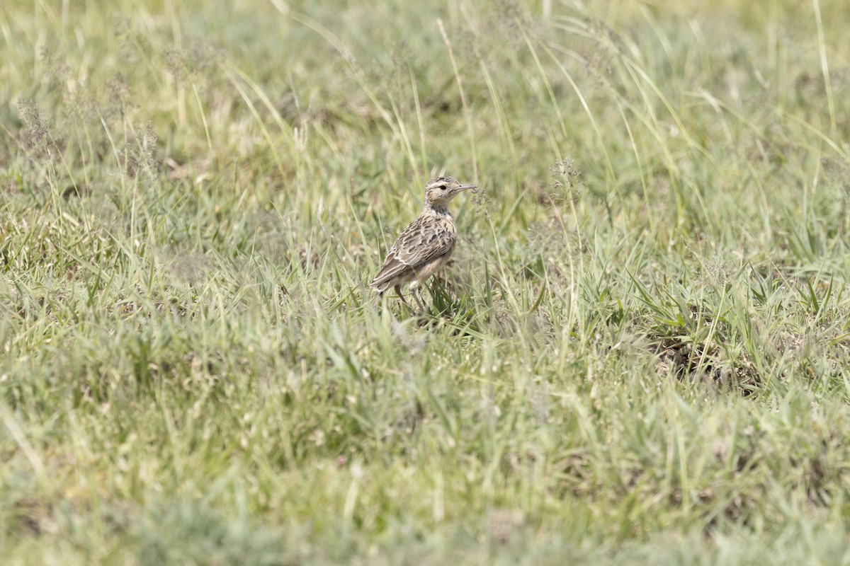 Beesley's Lark - ML631528447