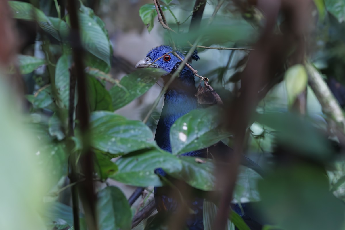 Bornean Crested Fireback - ML631528526