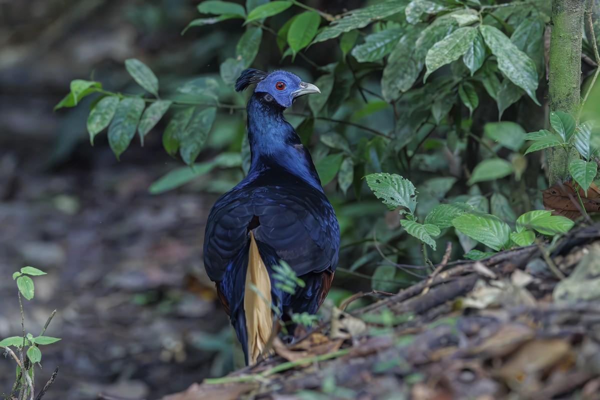 Bornean Crested Fireback - ML631528527